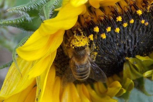 Honeybee with pollen on sunflower